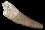 Fossil Plesiosaur (Zarafasaura) Tooth - Morocco #81920-1